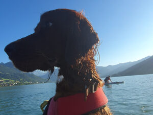 Hundekurs auf dem Wasser in Buochs